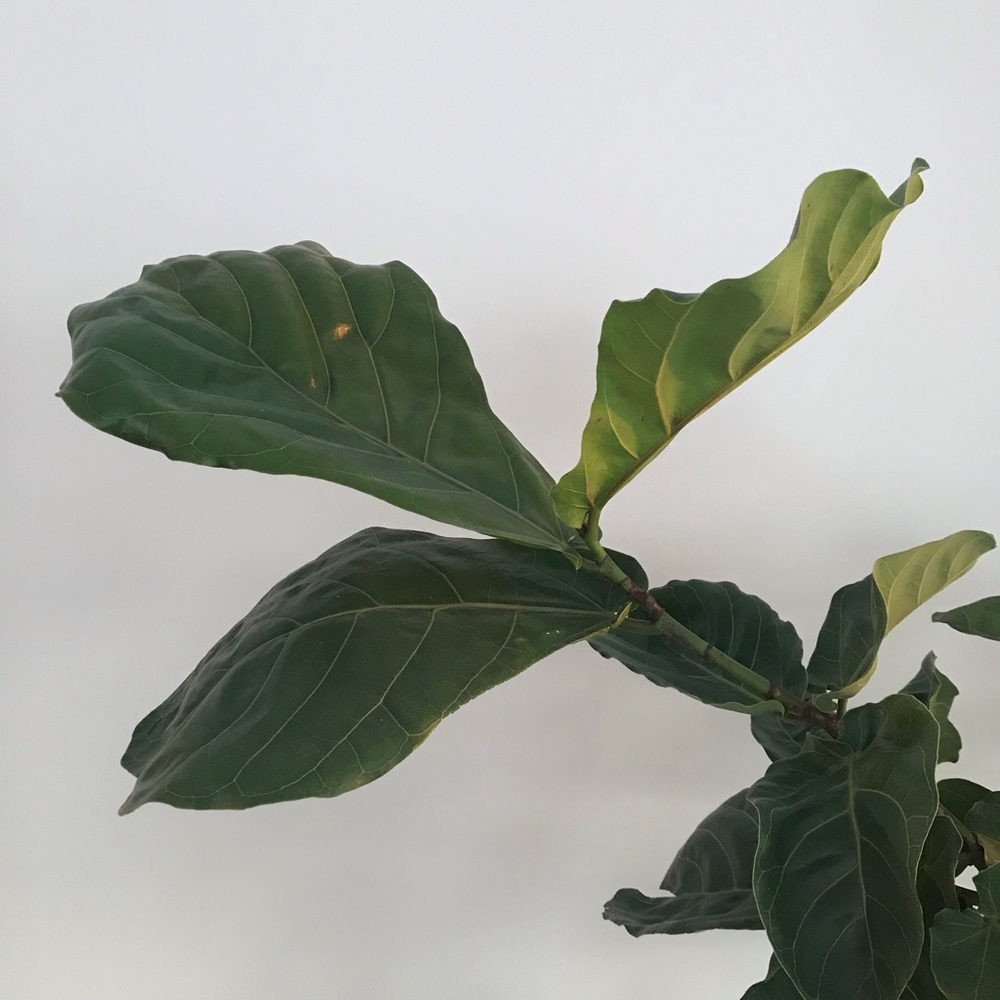 Meet your Posher, Mykel